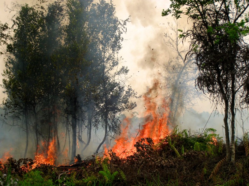 "Forest Fire" by CIFOR is licensed under CC BY-NC-ND 2.0