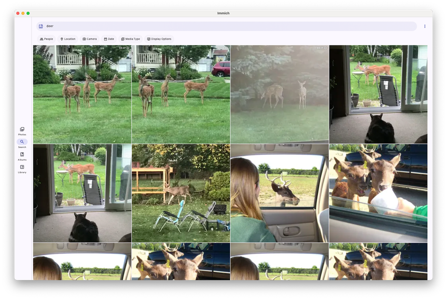 IMMICH search for "deer"